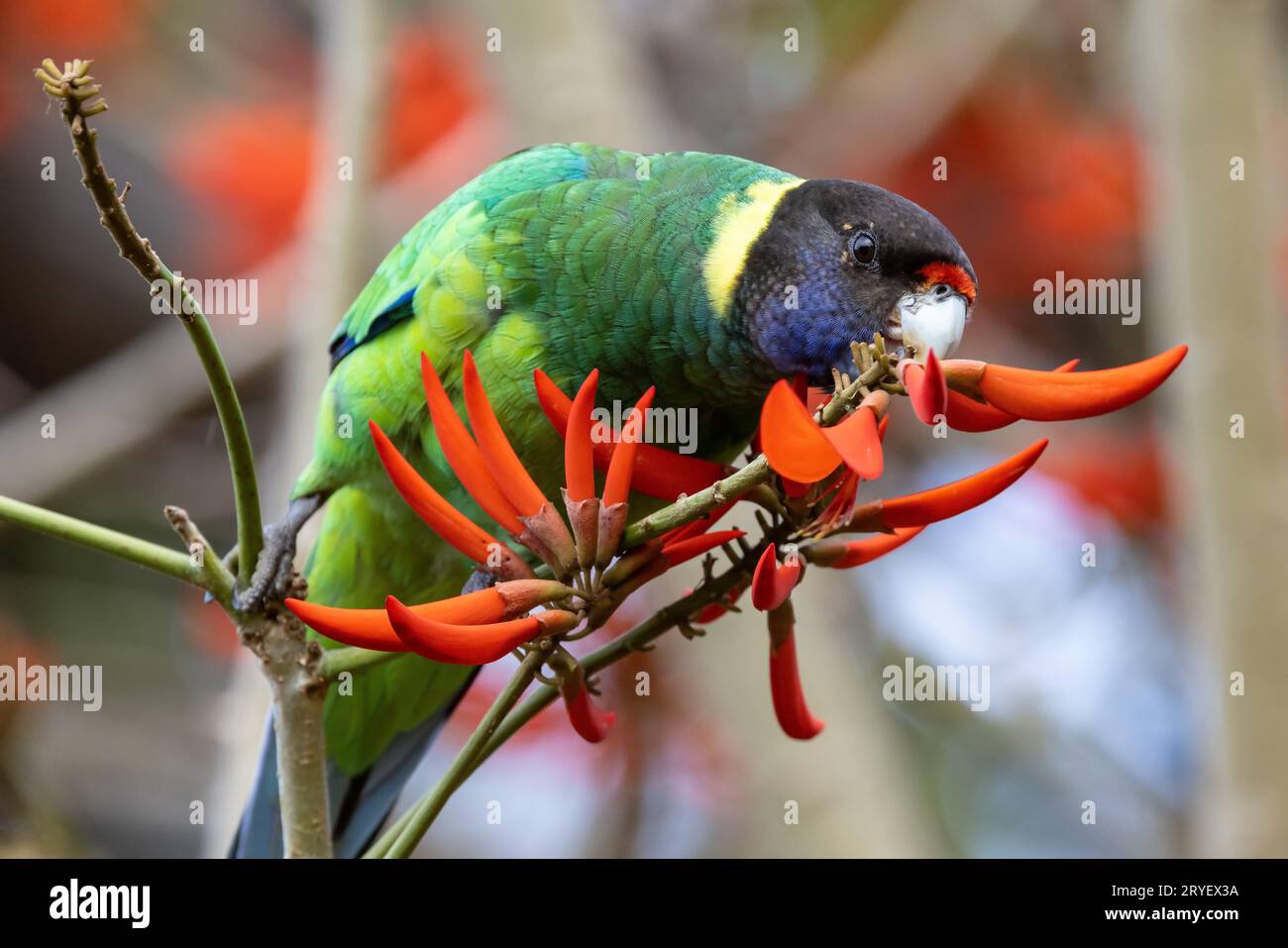 Colletto ad anello australiano o ventotto pappagalli che si nutrono dei fiori di un albero di corallo Foto Stock