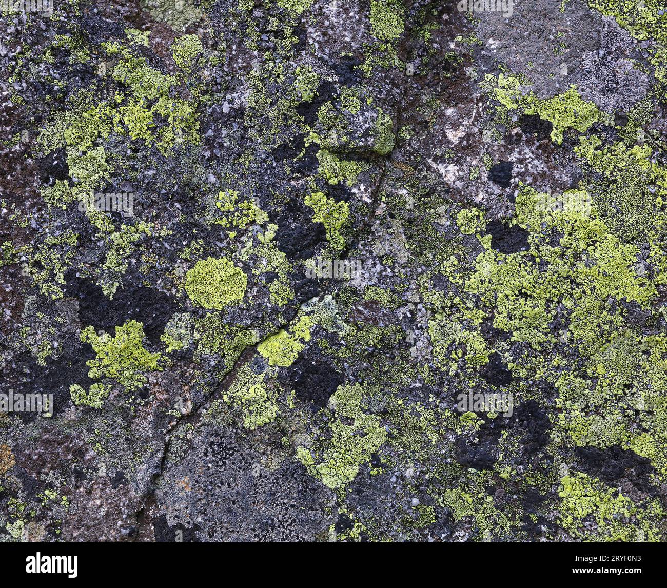 Schema di muschio di lichene verde e nero sulla roccia Foto Stock