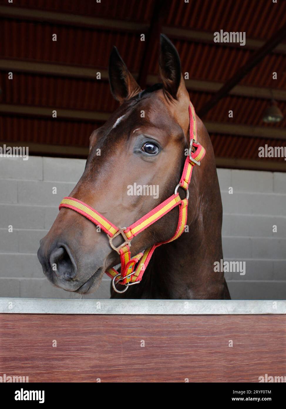 Ritratto di un cavallo di un purebred bruno con bandiera spagnola snaffle briglia in stallo Foto Stock