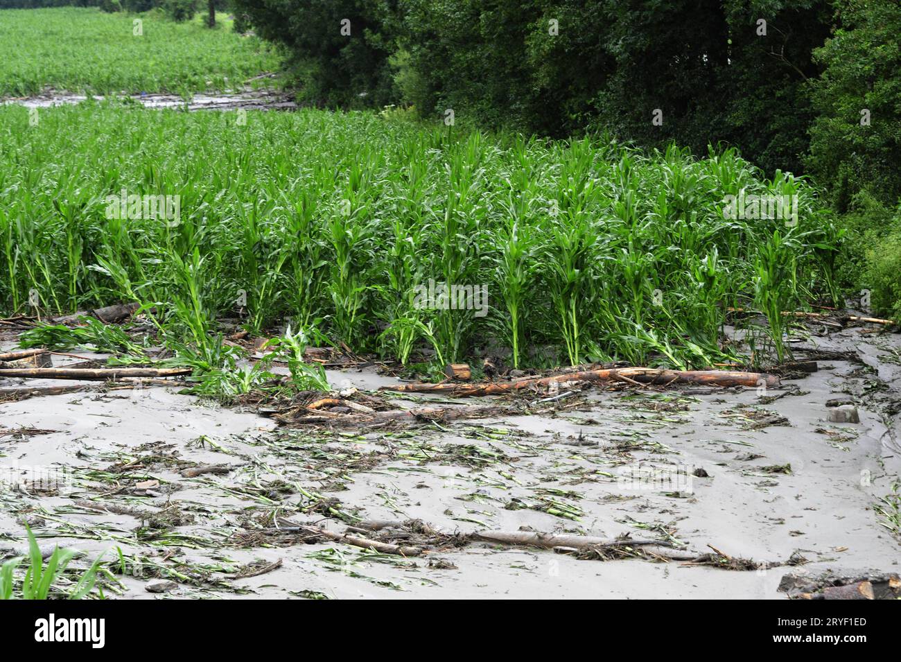 Un campo allagato, danni idrici in agricoltura Foto Stock