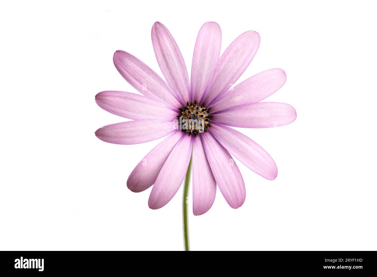 Viola Cape marguerite fiore isolato su sfondo bianco. Dimorphotheca ecklonis Foto Stock