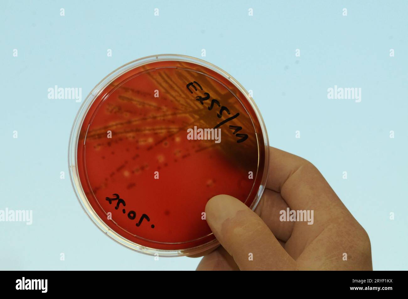 Ricerca sulla cultura cellulare condotta da uno scienziato Foto Stock