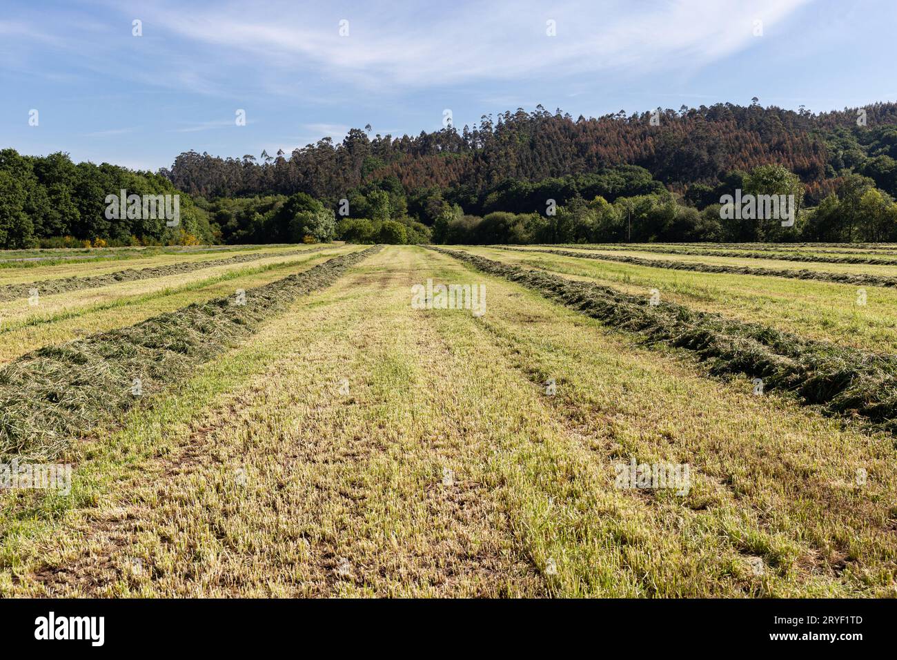 Andane curvilinee di erba verde appena falciata per insilato sul campo agricolo. Pascoli per alimenti per animali Foto Stock