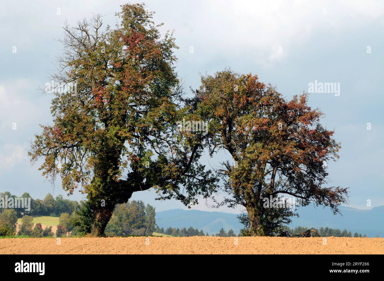 Edera che cresce su un albero Foto Stock