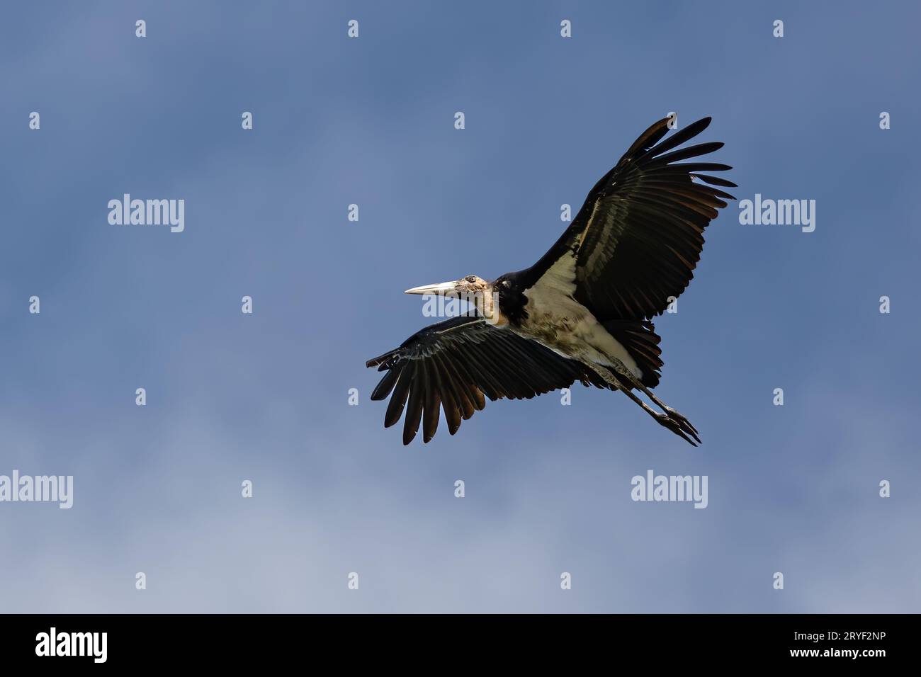 L'immagine della fauna selvatica del piccolo aiutante cicogne vola in alto su un cielo blu cristallino Foto Stock