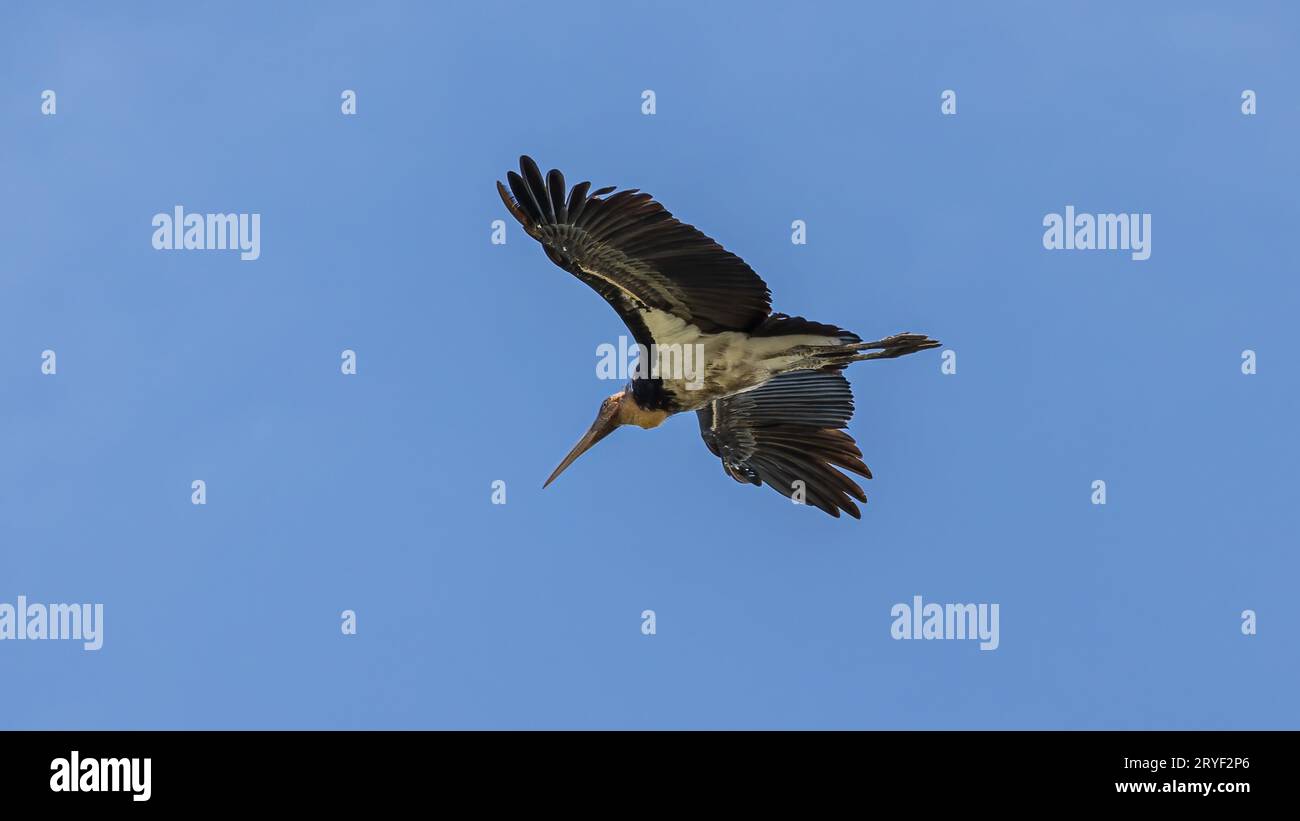 L'immagine della fauna selvatica del piccolo aiutante cicogne vola in alto su un cielo blu cristallino Foto Stock