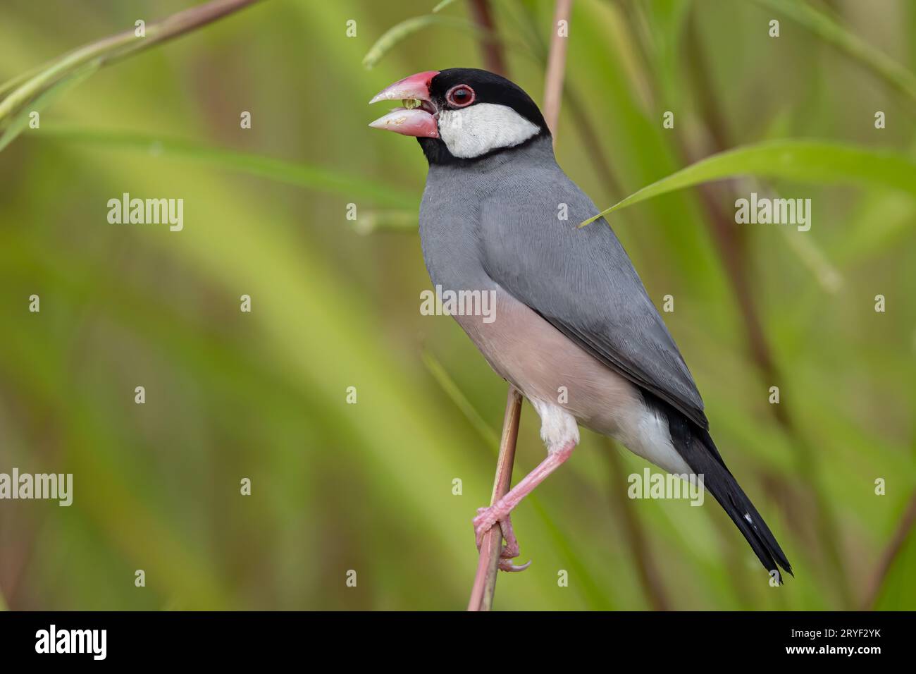 Natura immagine della fauna selvatica di un uccello bello giava passero (Lonchura oryzivora) Foto Stock
