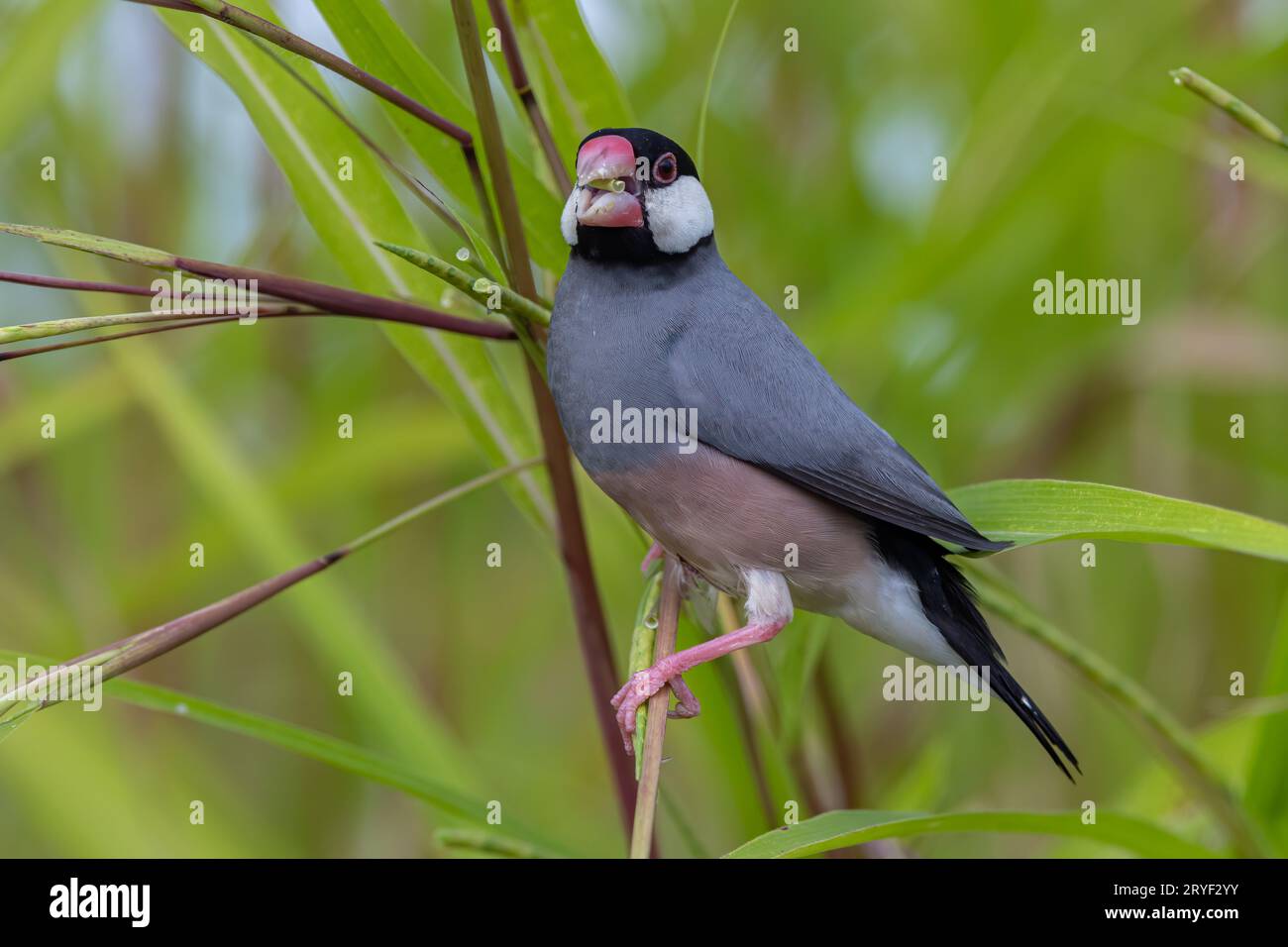 Natura immagine della fauna selvatica di un uccello bello giava passero (Lonchura oryzivora) Foto Stock