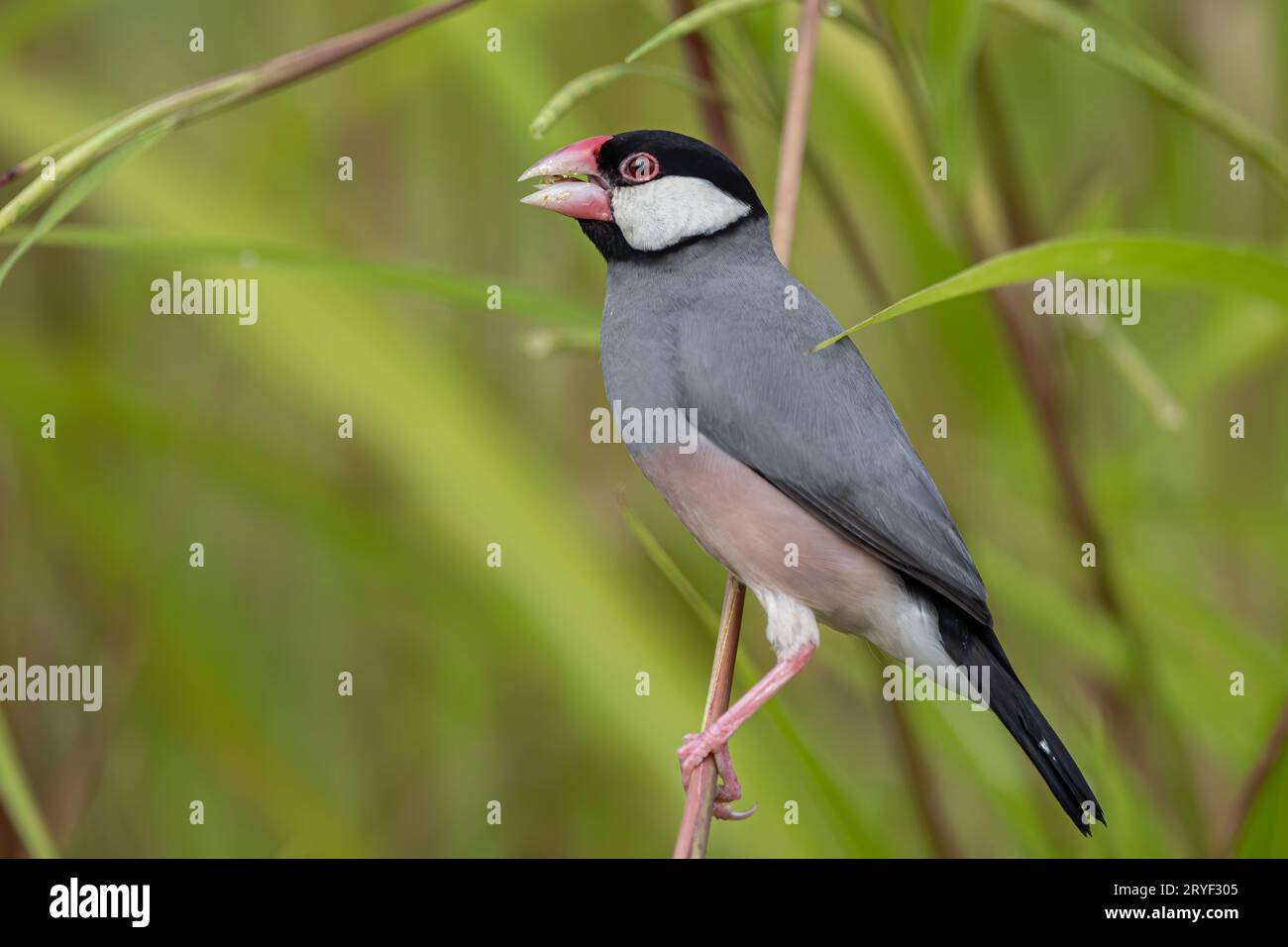 Natura immagine della fauna selvatica di un uccello bello giava passero (Lonchura oryzivora) Foto Stock