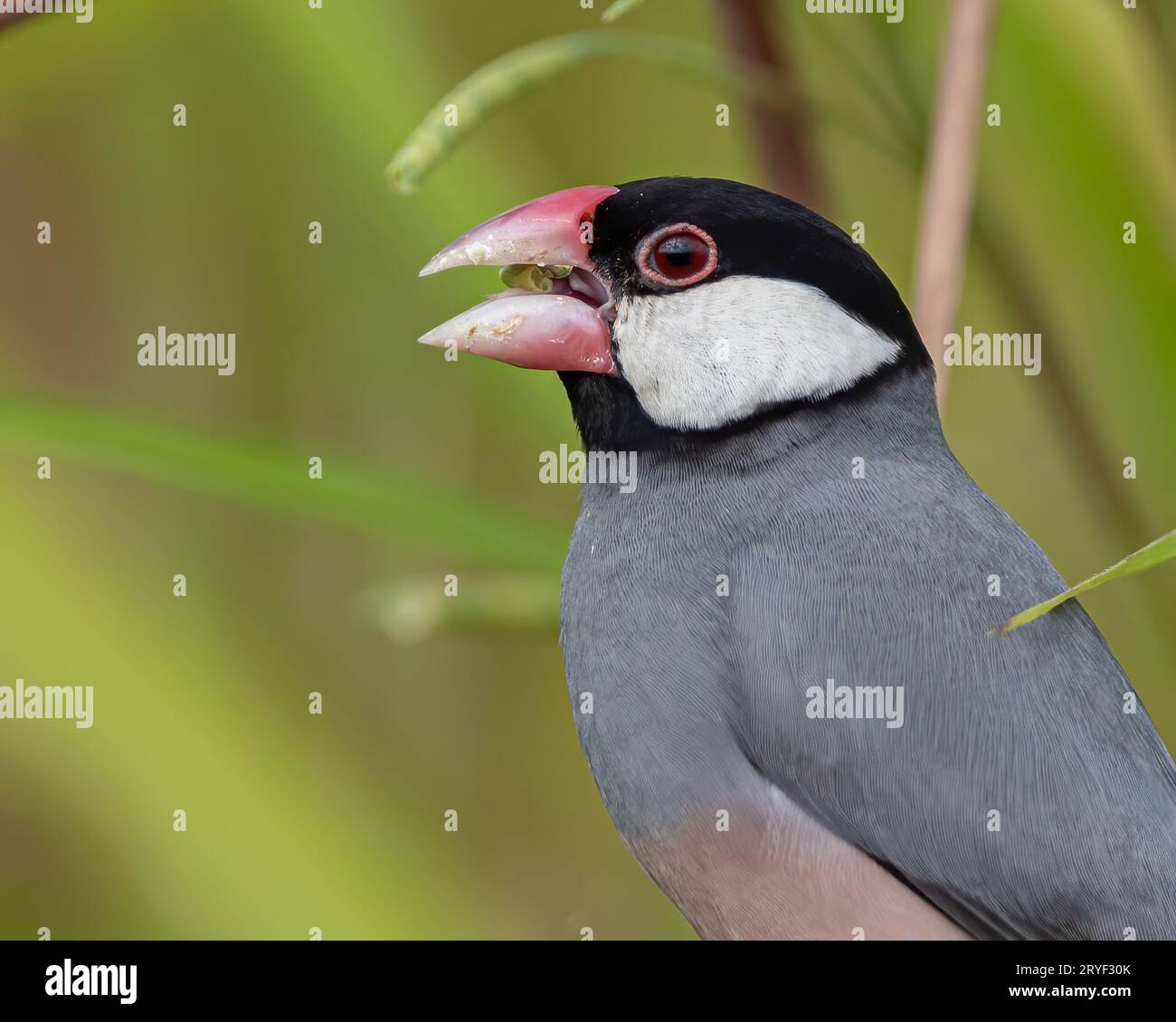 Natura immagine della fauna selvatica di un uccello bello giava passero (Lonchura oryzivora) Foto Stock