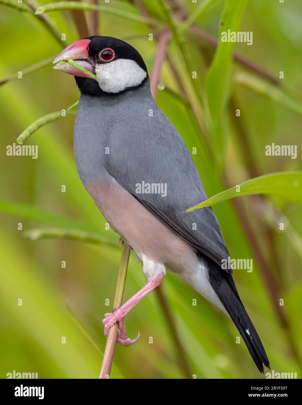 Natura immagine della fauna selvatica di un uccello bello giava passero (Lonchura oryzivora) Foto Stock