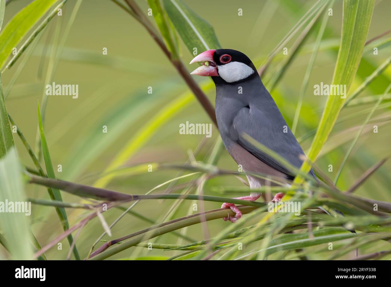 Natura immagine della fauna selvatica di un uccello bello giava passero (Lonchura oryzivora) Foto Stock