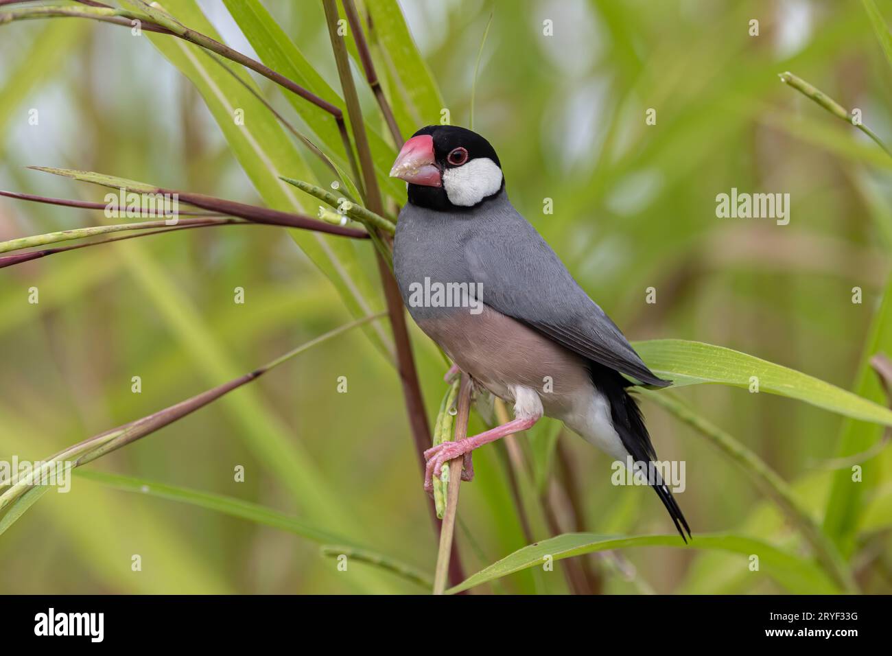 Natura immagine della fauna selvatica di un uccello bello giava passero (Lonchura oryzivora) Foto Stock