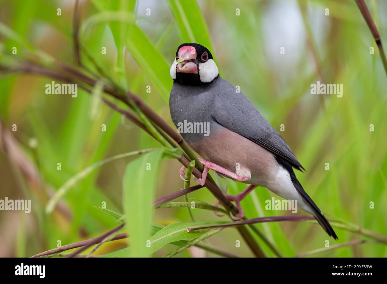 Natura immagine della fauna selvatica di un uccello bello giava passero (Lonchura oryzivora) Foto Stock