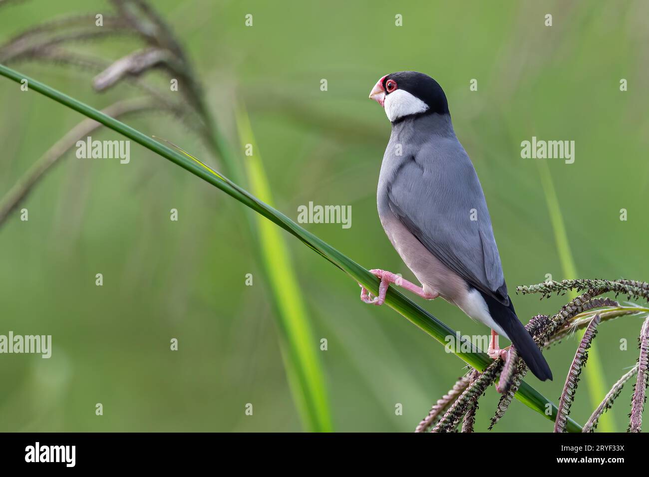 Natura immagine della fauna selvatica di un uccello bello giava passero (Lonchura oryzivora) Foto Stock