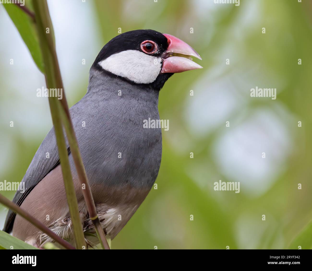 Natura immagine della fauna selvatica di un uccello bello giava passero (Lonchura oryzivora) Foto Stock