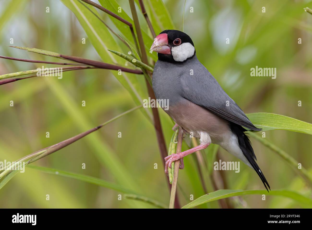Natura immagine della fauna selvatica di un uccello bello giava passero (Lonchura oryzivora) Foto Stock