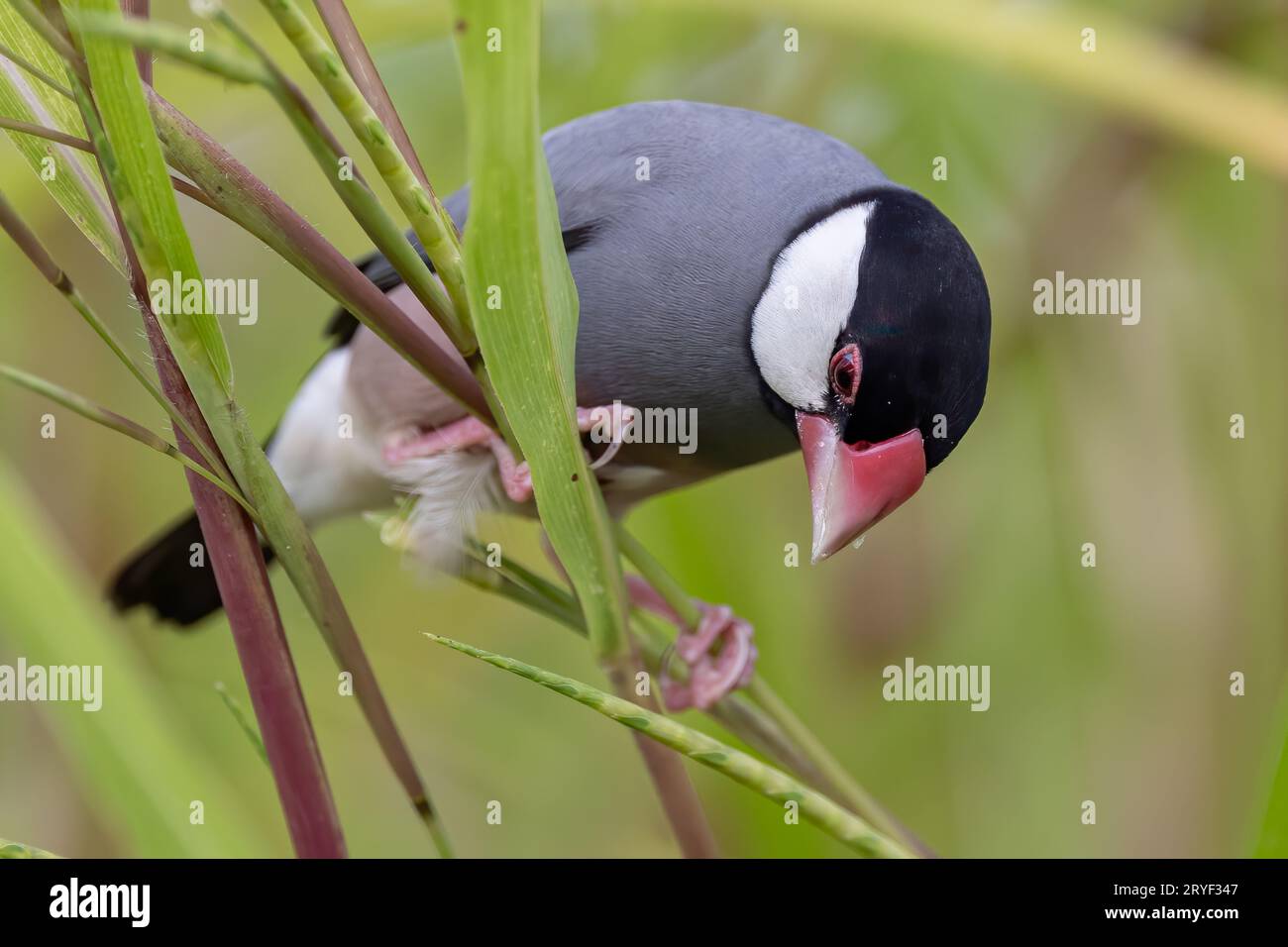 Natura immagine della fauna selvatica di un uccello bello giava passero (Lonchura oryzivora) Foto Stock