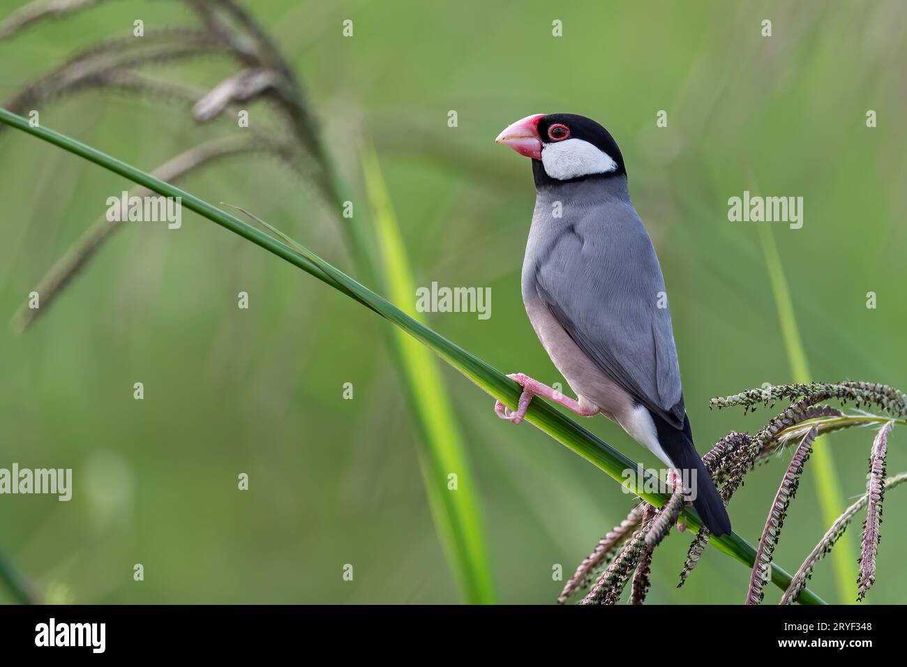 Natura immagine della fauna selvatica di un uccello bello giava passero (Lonchura oryzivora) Foto Stock