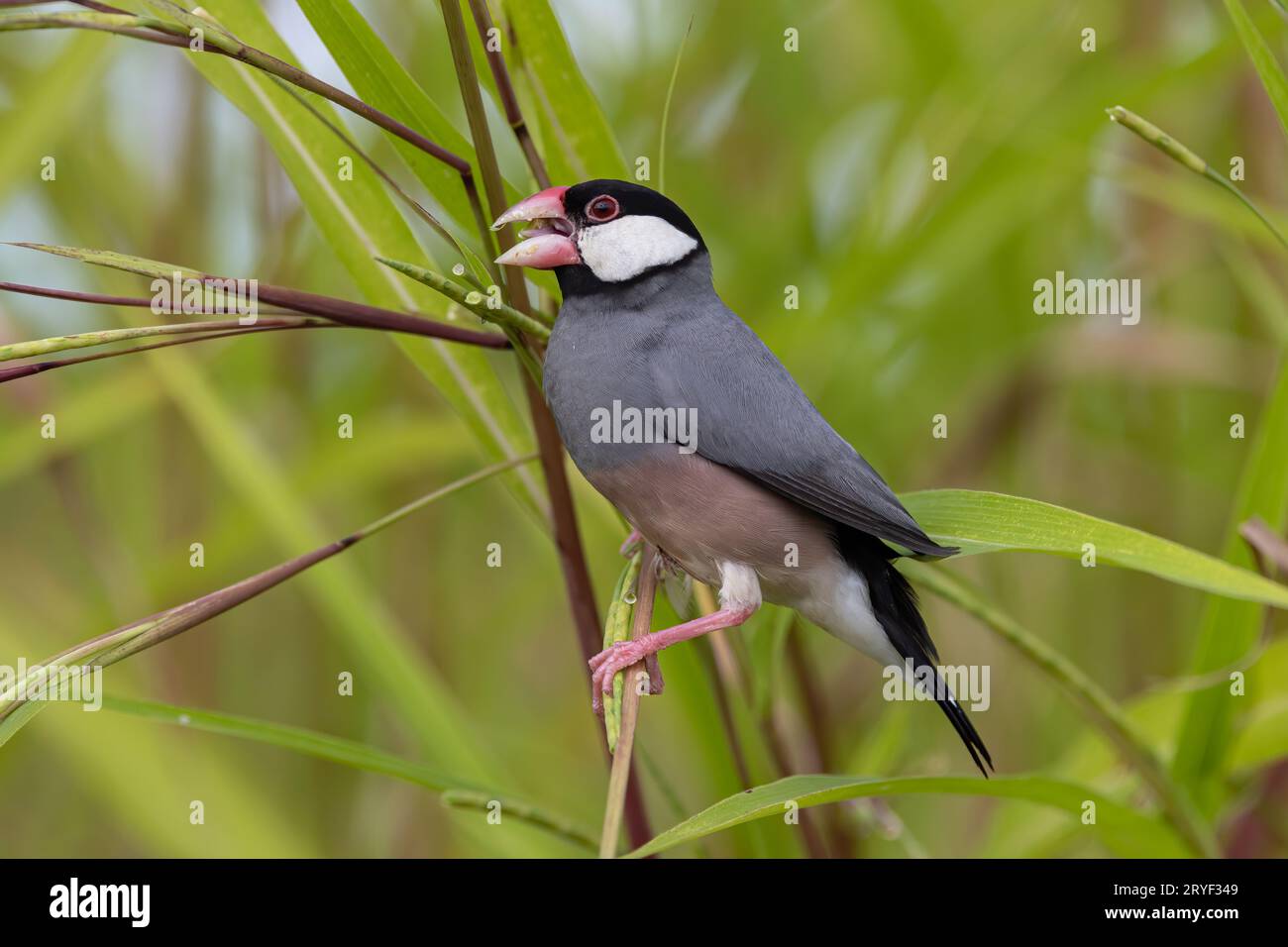 Natura immagine della fauna selvatica di un uccello bello giava passero (Lonchura oryzivora) Foto Stock