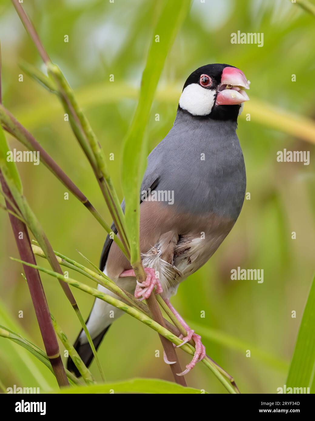 Natura immagine della fauna selvatica di un uccello bello giava passero (Lonchura oryzivora) Foto Stock