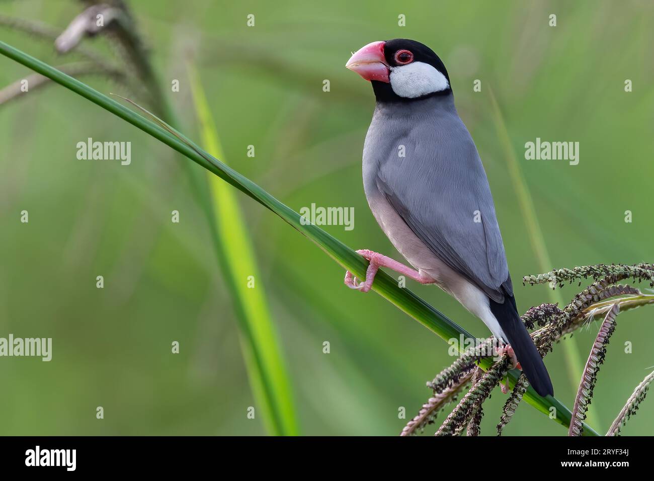 Natura immagine della fauna selvatica di un uccello bello giava passero (Lonchura oryzivora) Foto Stock
