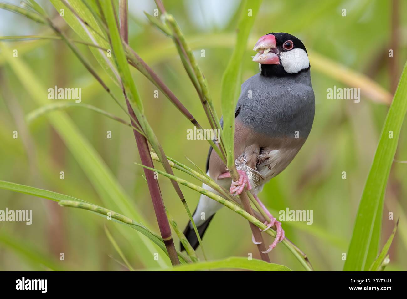 Natura immagine della fauna selvatica di un uccello bello giava passero (Lonchura oryzivora) Foto Stock