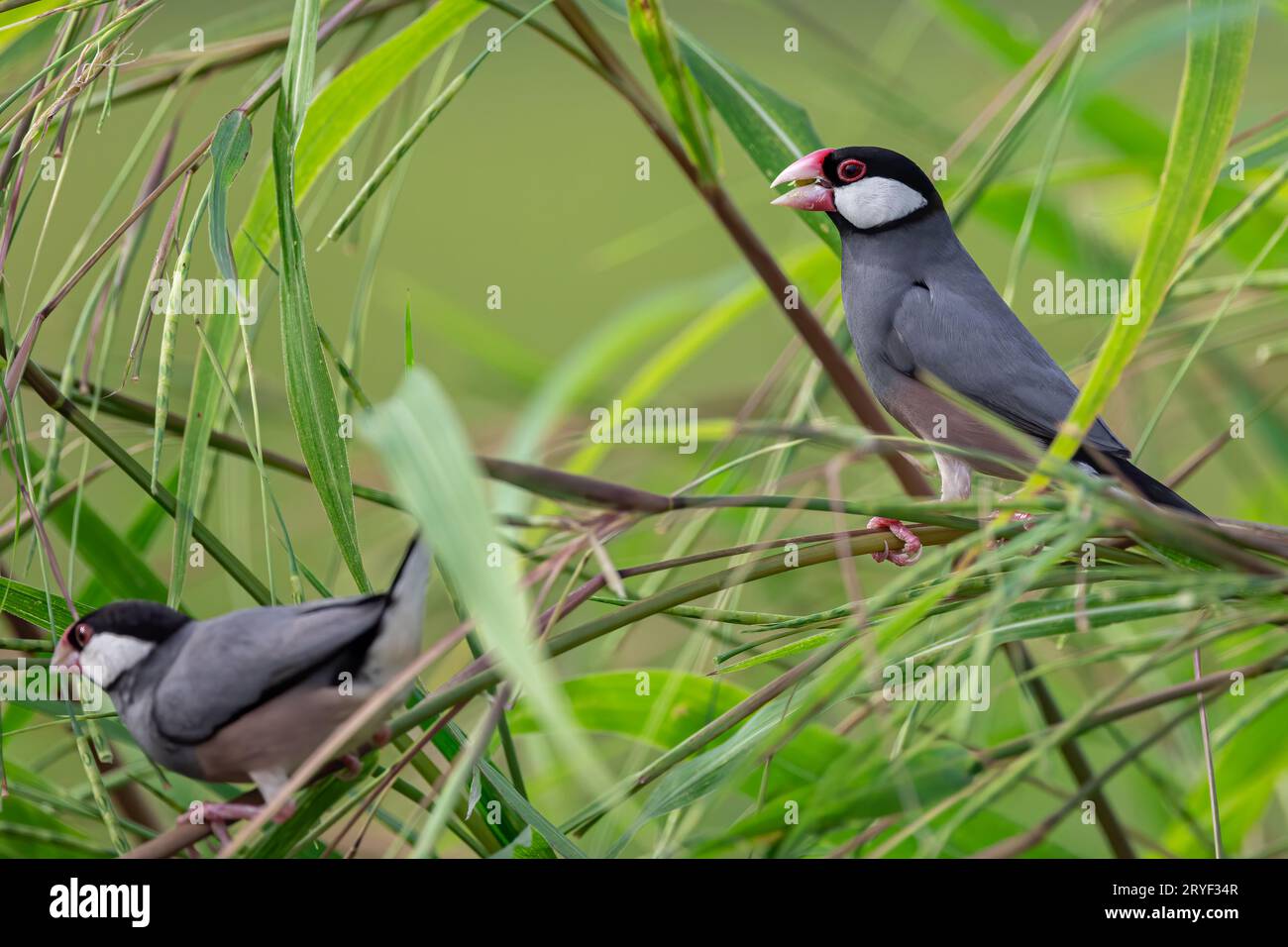 Natura immagine della fauna selvatica di un uccello bello giava passero (Lonchura oryzivora) Foto Stock