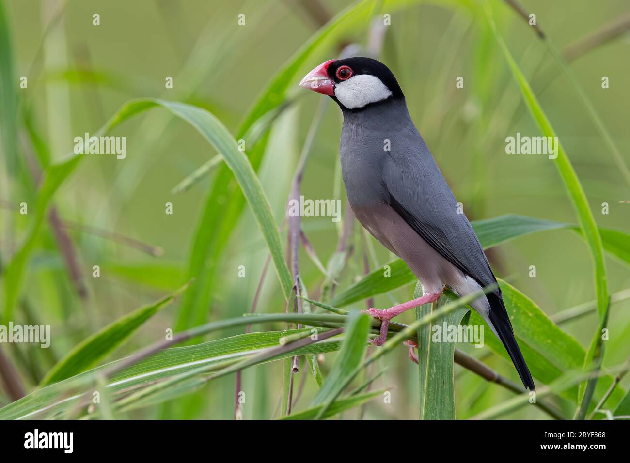 Natura immagine della fauna selvatica di un uccello bello giava passero (Lonchura oryzivora) Foto Stock