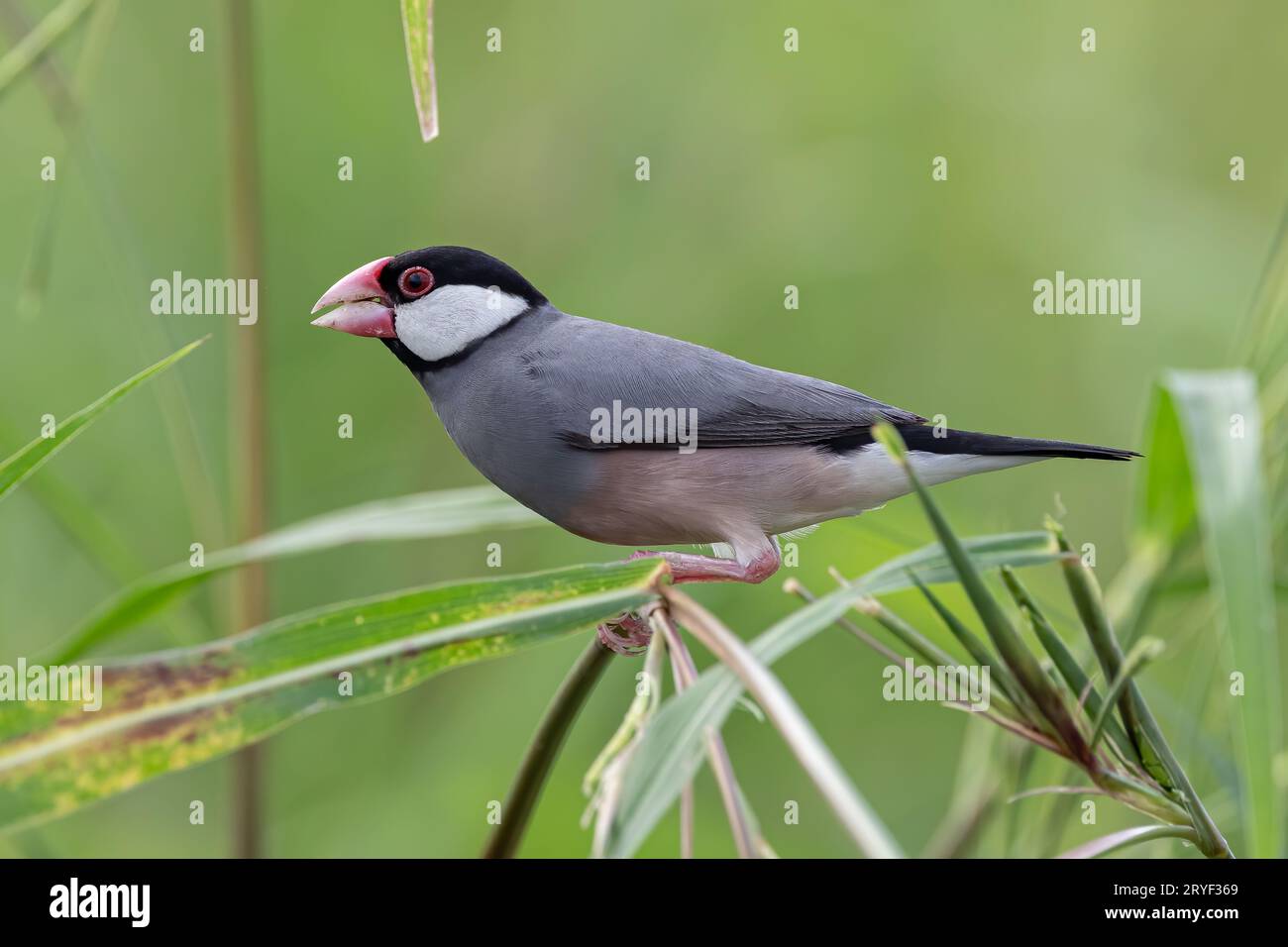 Natura immagine della fauna selvatica di un uccello bello giava passero (Lonchura oryzivora) Foto Stock