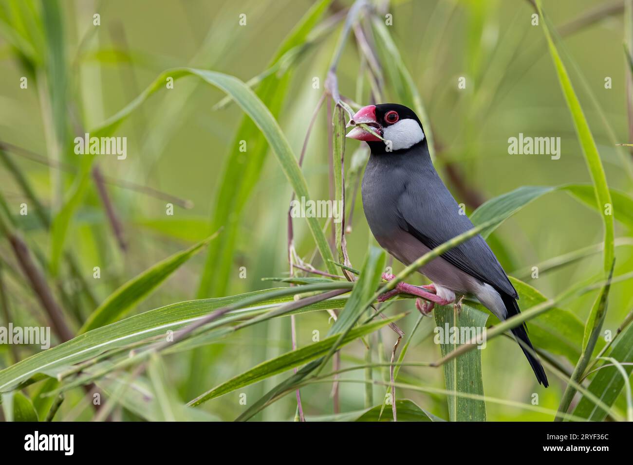 Natura immagine della fauna selvatica di un uccello bello giava passero (Lonchura oryzivora) Foto Stock
