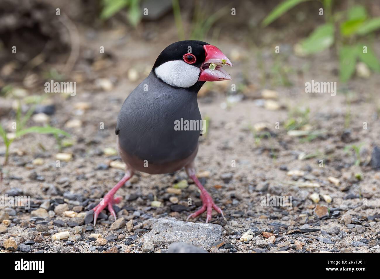 Natura immagine della fauna selvatica di un uccello bello giava passero (Lonchura oryzivora) Foto Stock