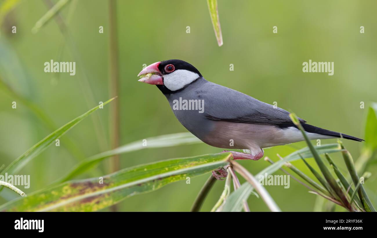 Natura immagine della fauna selvatica di un uccello bello giava passero (Lonchura oryzivora) Foto Stock