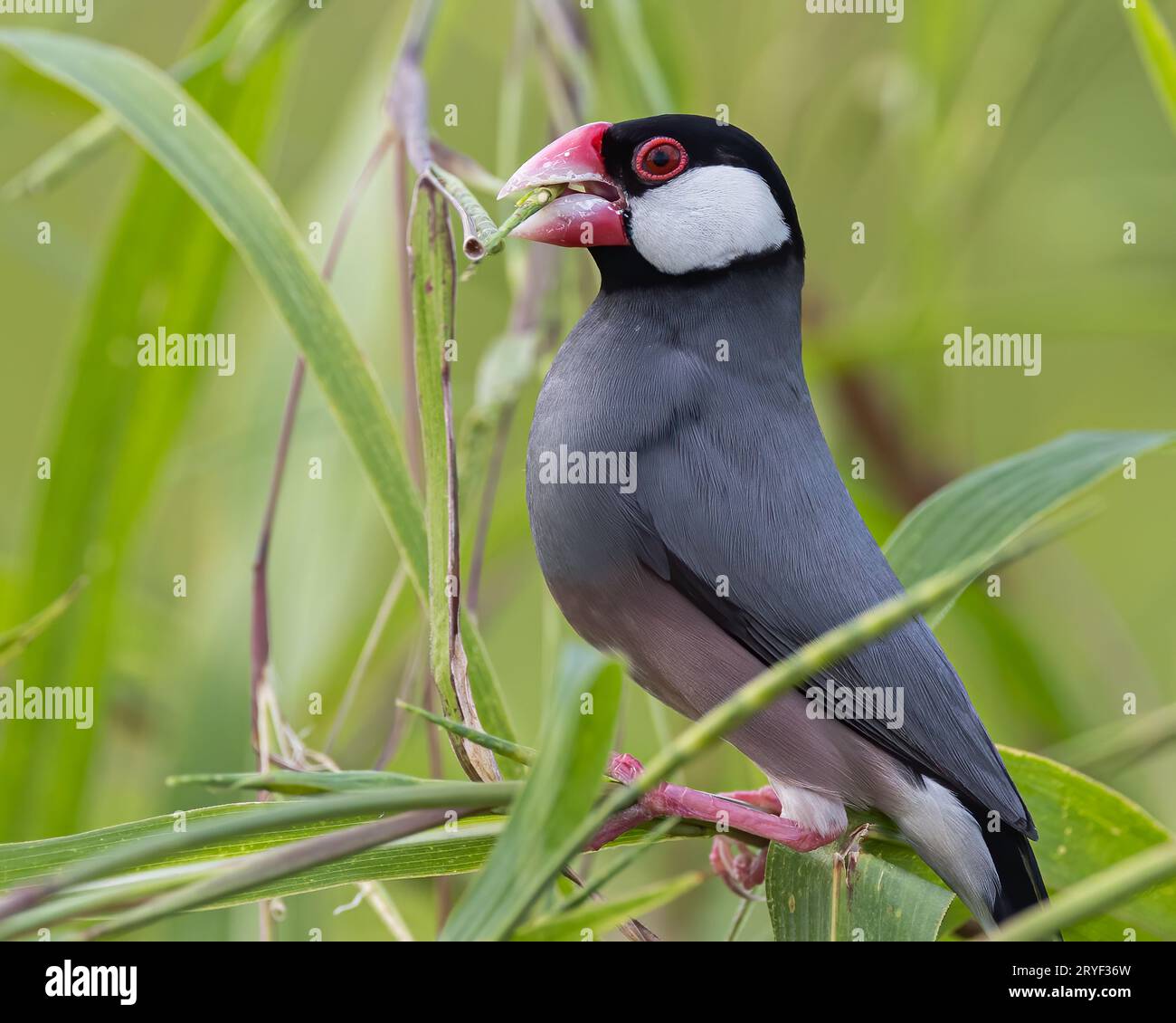 Natura immagine della fauna selvatica di un uccello bello giava passero (Lonchura oryzivora) Foto Stock