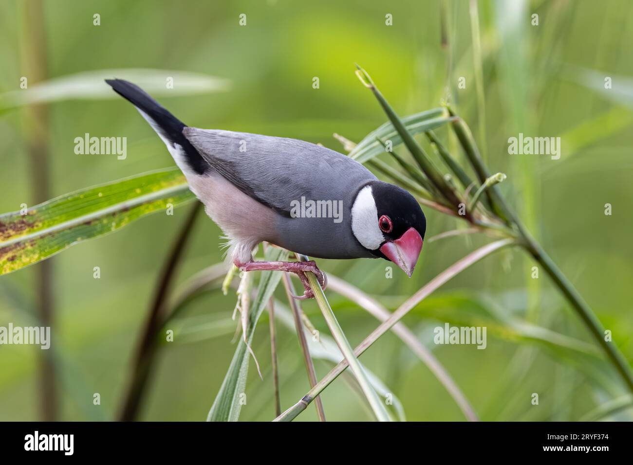 Natura immagine della fauna selvatica di un uccello bello giava passero (Lonchura oryzivora) Foto Stock