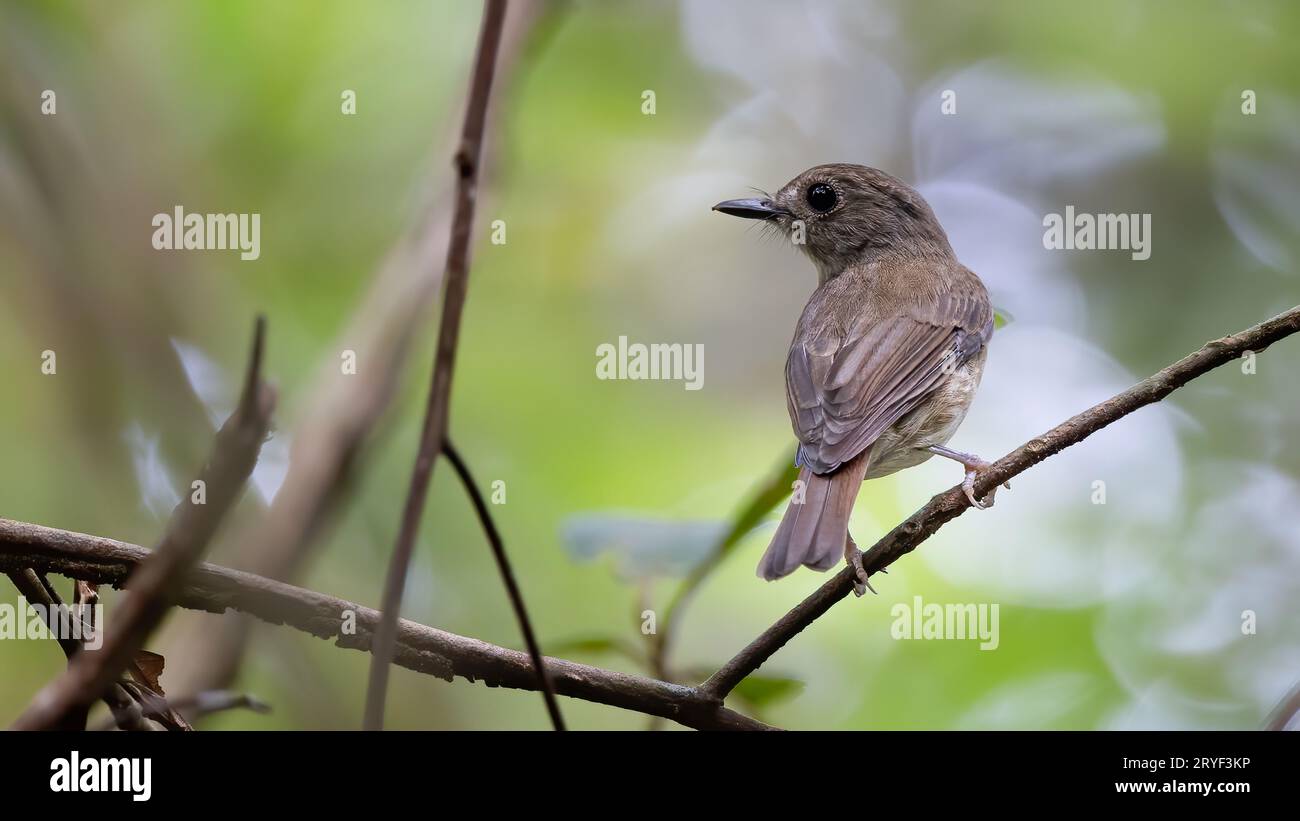 Fulvous-Chested Jungle-Flycatcher (Rhinomyias olivacea) Isola del Borneo. Foto Stock