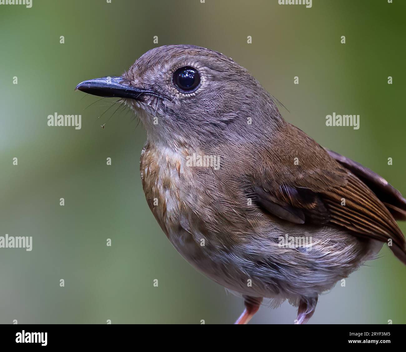 Fulvous-Chested Jungle-Flycatcher (Rhinomyias olivacea) Isola del Borneo. Foto Stock