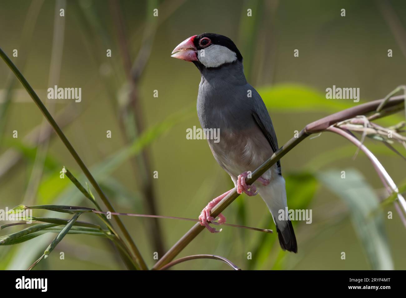 Natura immagine della fauna selvatica di un uccello bello giava passero (Lonchura oryzivora) Foto Stock