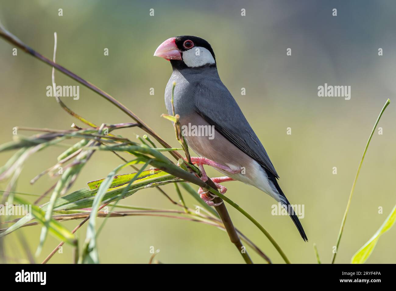 Natura immagine della fauna selvatica di un uccello bello giava passero (Lonchura oryzivora) Foto Stock
