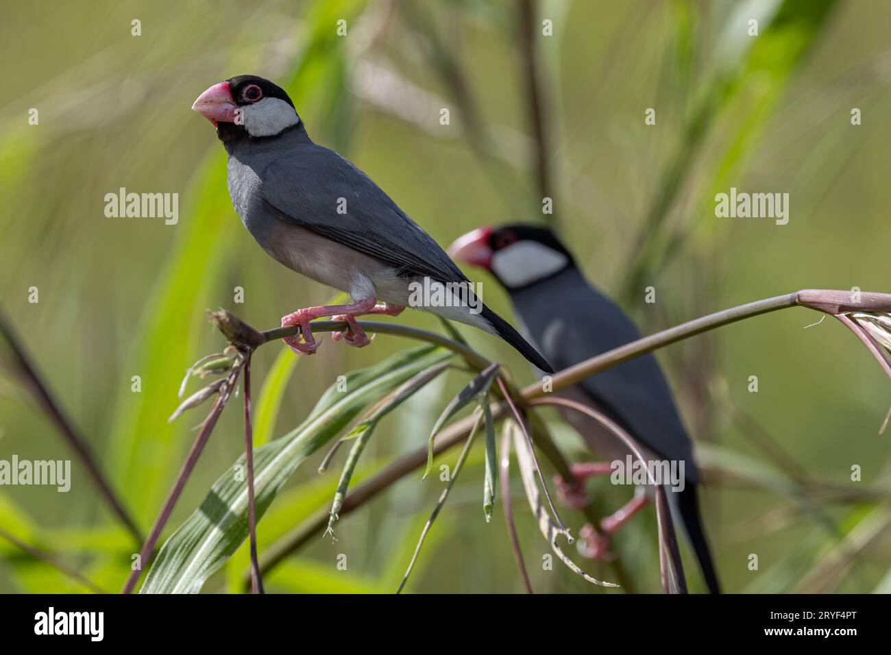 Natura immagine della fauna selvatica di un uccello bello giava passero (Lonchura oryzivora) Foto Stock
