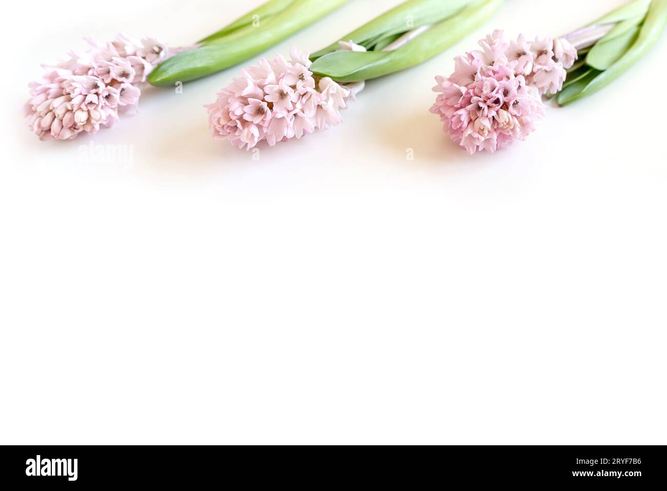 Tre fiori di giacinto su sfondo bianco con spazio per la copia del testo. Buona Pasqua. Foto Stock