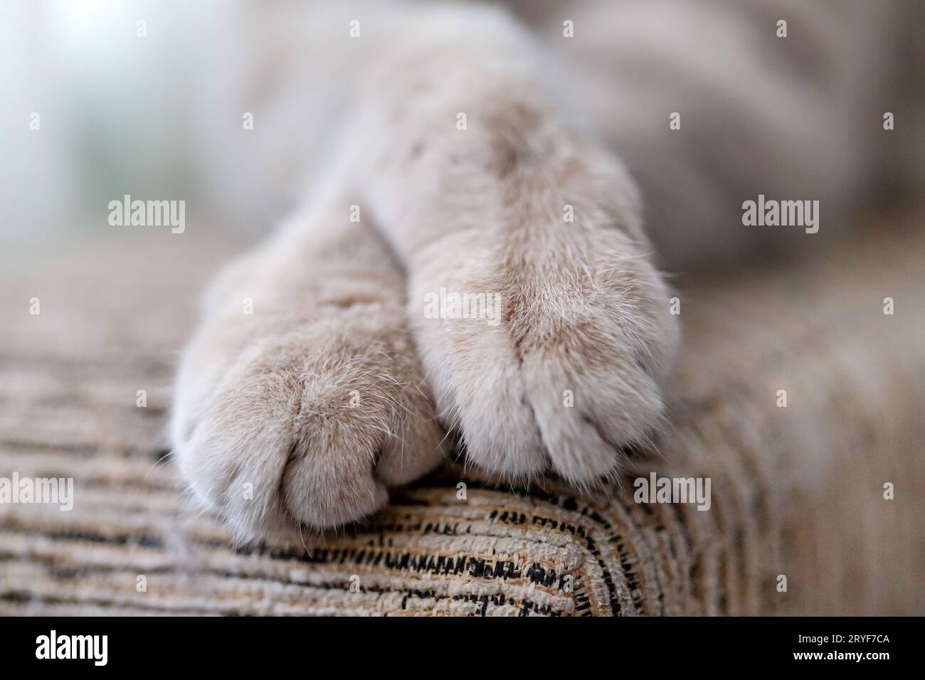Zampe di gattino scozzese, vista closeup Foto Stock