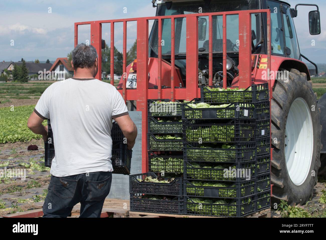 Logistica di trasporto per lattuga e insalata Foto Stock