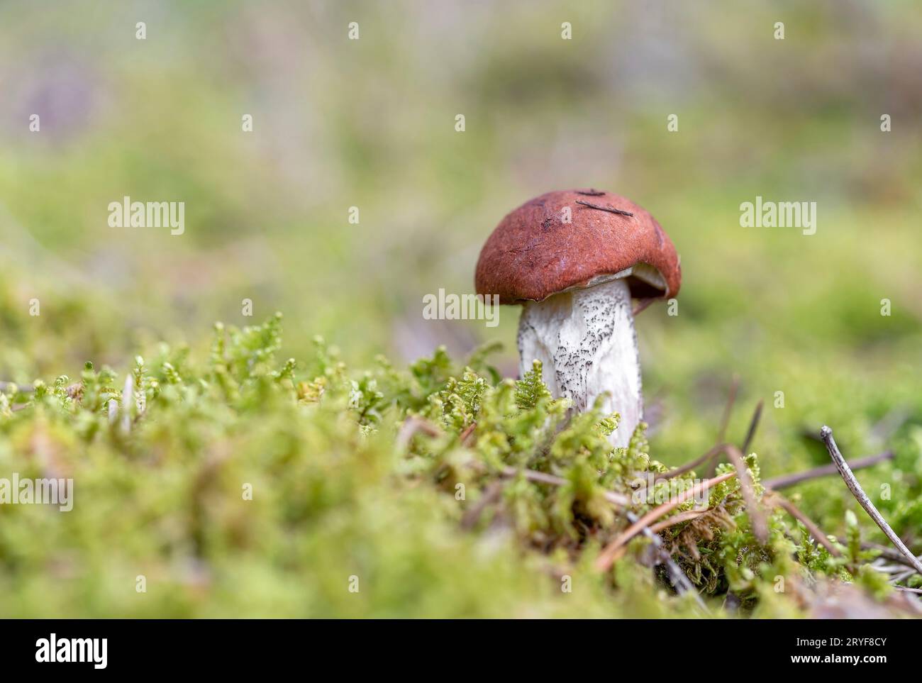 Fungo Boletus che cresce nel muschio nella foresta. Bellissimo impianto autunnale. Fungo leccinum commestibile, cibo crudo. Na vegetariana Foto Stock