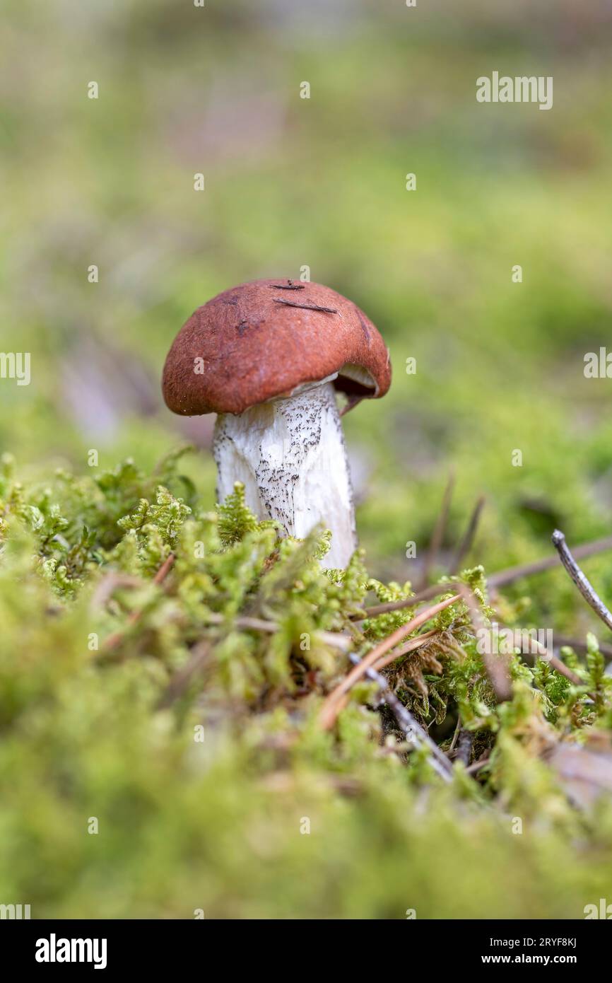 Fungo Boletus che cresce nel muschio nella foresta. Bellissimo impianto autunnale. Fungo leccinum commestibile, cibo crudo. Na vegetariana Foto Stock