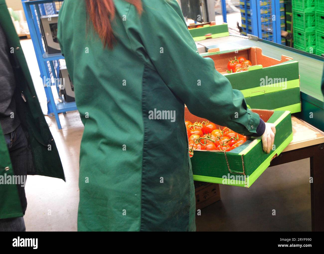 Logistica nella produzione di colture e nella coltivazione di piante Foto Stock
