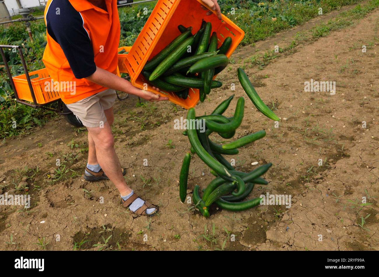 Raccolta di cetrioli sul campo Foto Stock