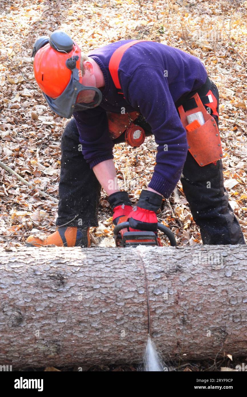 Lumberjack con motosega che lavora nella foresta Foto Stock