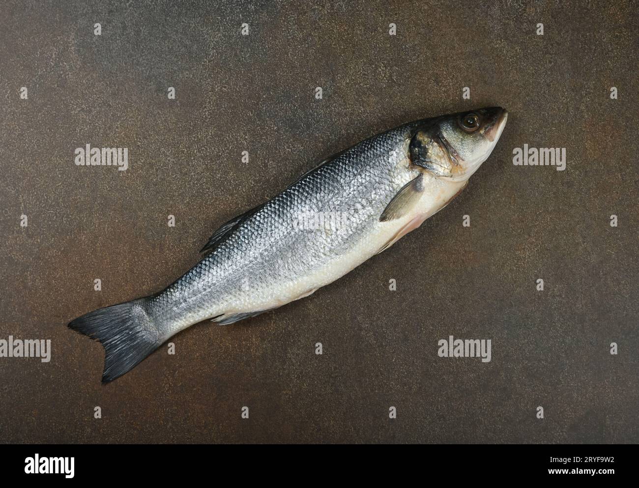 Pesce branzino crudo europeo a tavola Foto Stock