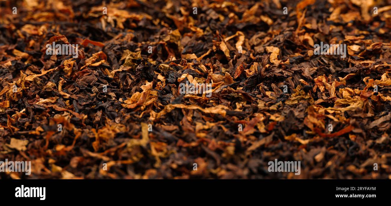 Miscela di tabacco per pipa lunga e tagliata a grossolana pronta per l'uso Foto Stock